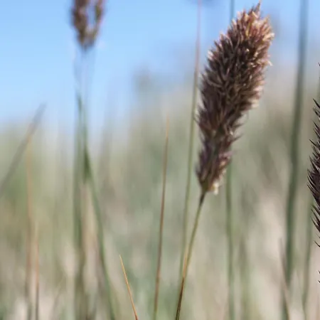 Gartenlounge Glueckspilz Ofc 27 فيلة *